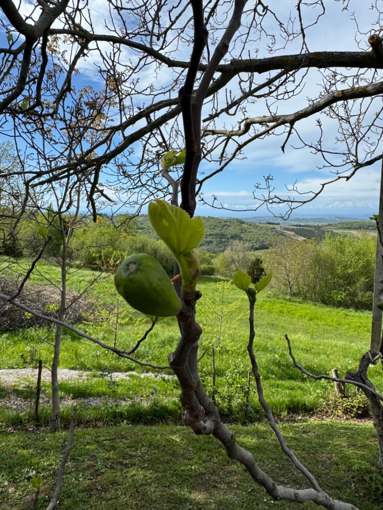 Guesthouse Green Istria Truske Exterior photo